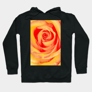 Rose Labyrinth Hoodie